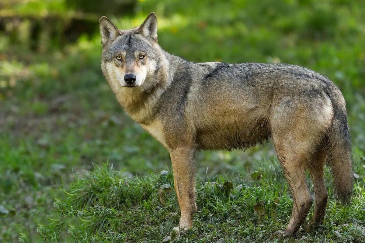 狼和母羊爱情故事,狼与羊的爱情故事