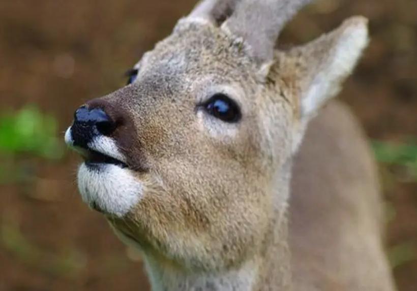 吉林一男子捡到梅花鹿,吉林男子野外捡鹿