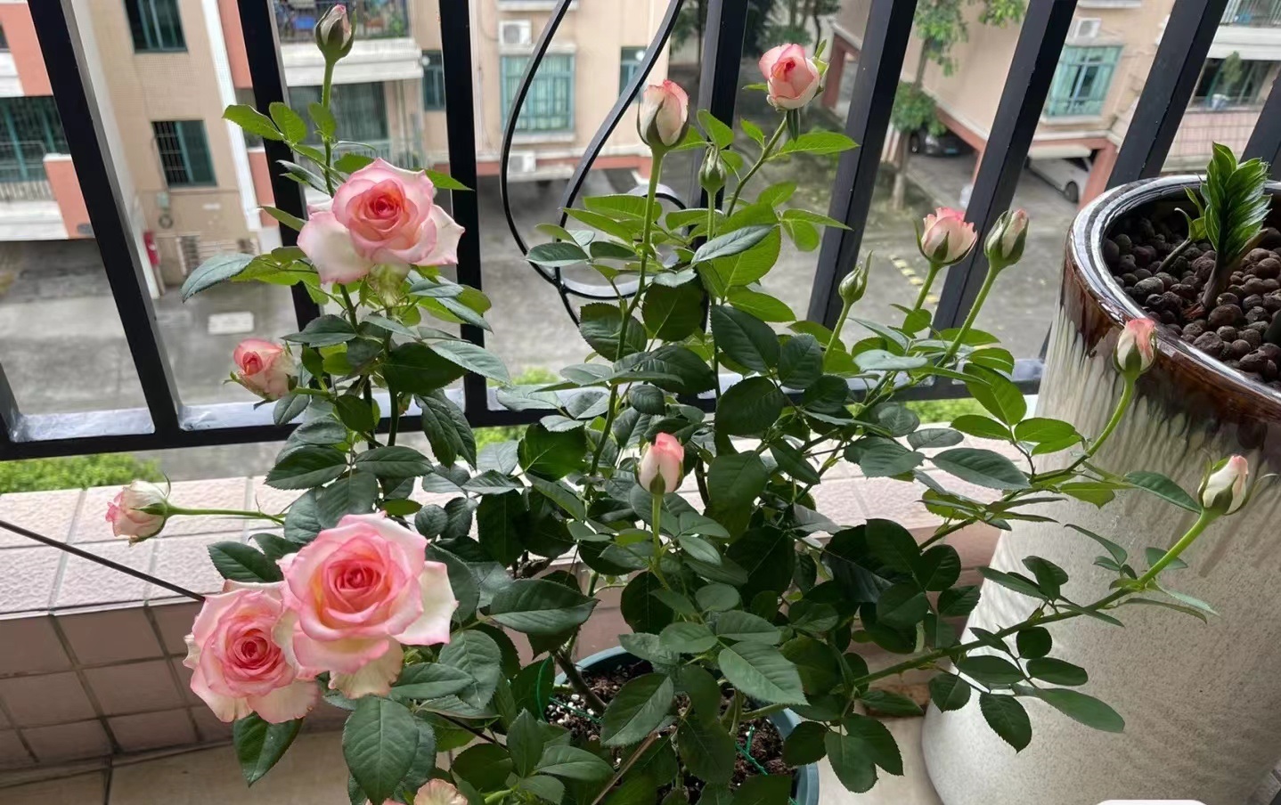 像艾莎一样花期长的月季,艾莎月季花品种大全