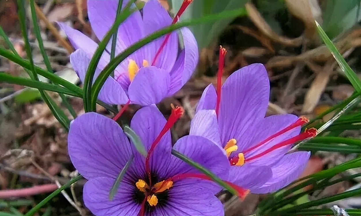 简单教你识别红花,番红花辨认