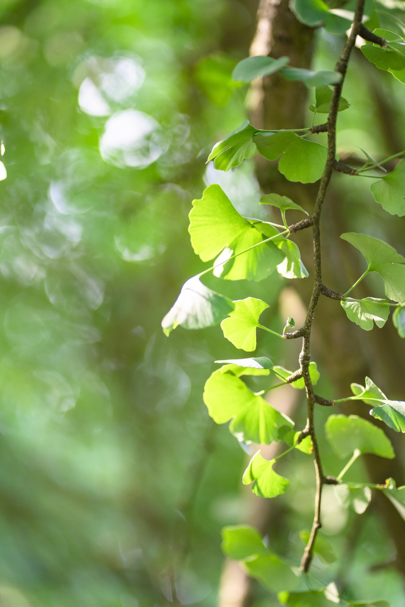 毕节油杉河景区,贵州夏季的避暑景点
