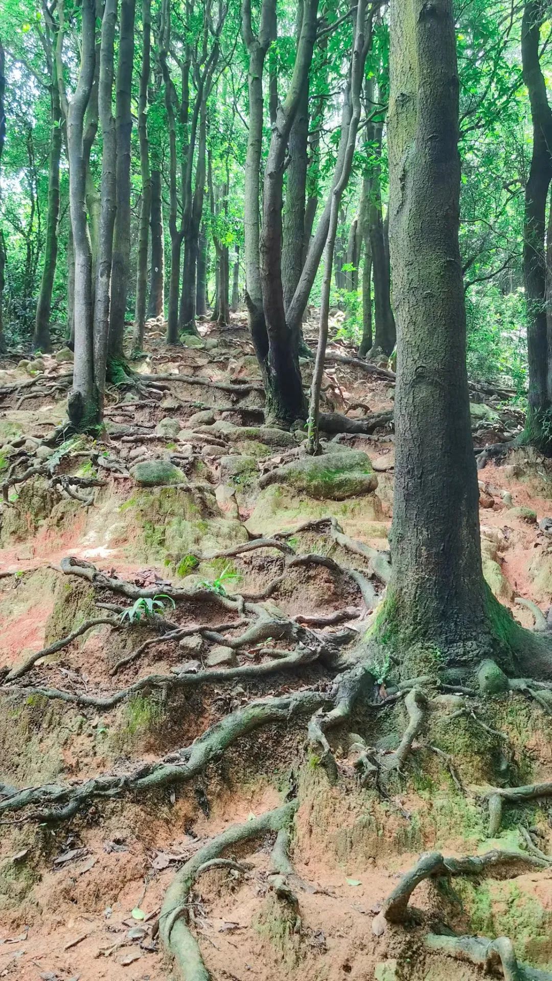 火炉山徒步登山路线图解,徒步中山铁炉山