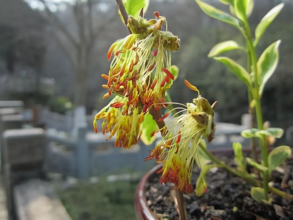 银缕梅叶片,银缕梅树图片
