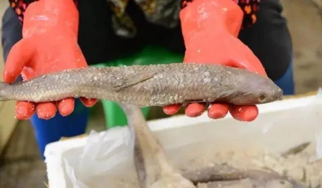 鱼类菜肴大全,鱼类食材大全