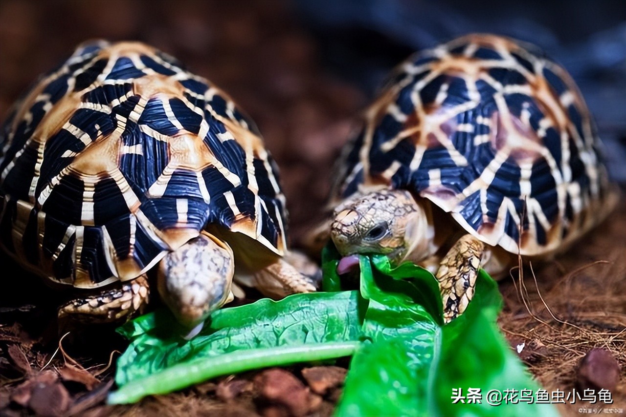 深水龟养单数还是双数好,风水中养龟养单数还是双数好