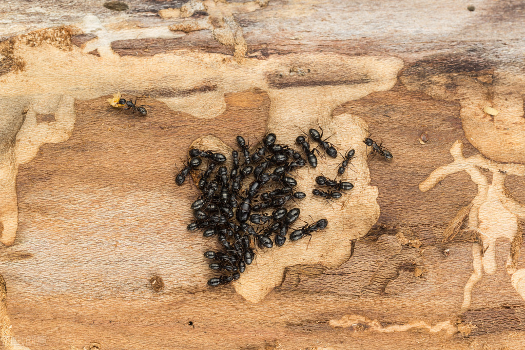 群居动物蚂蚁,蚂蚁群体内部有雌蚁和白蚁吗
