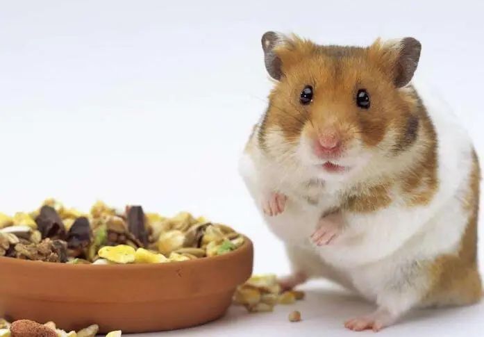 仓鼠饲养禁忌和注意什么,仓鼠饲养注意事项和禁忌