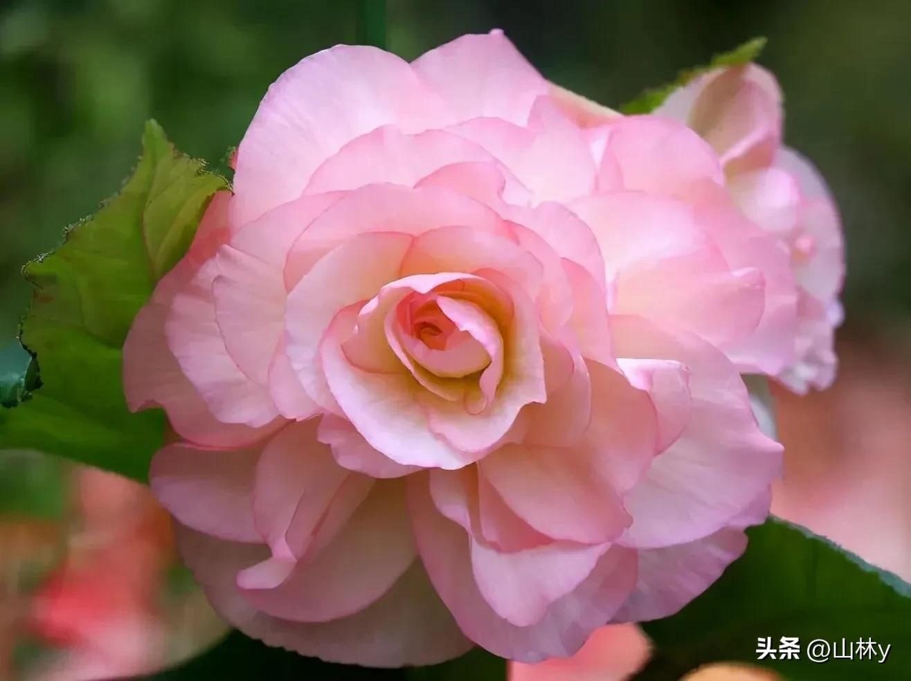 十大绝美花朵,绝美花朵视频