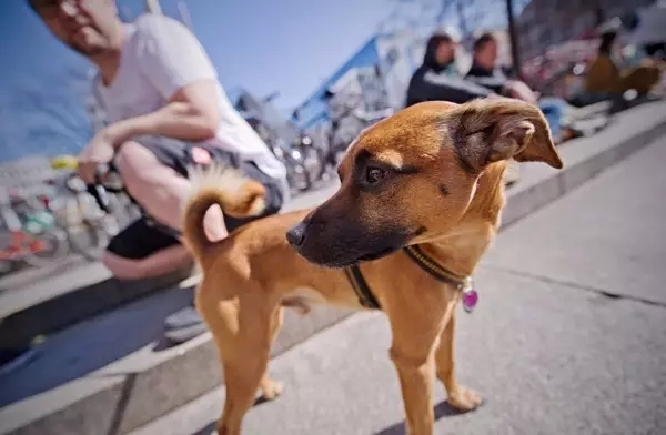 狗狗百科全书养狗必备,养狗新手必备狗狗用品萌宠好物