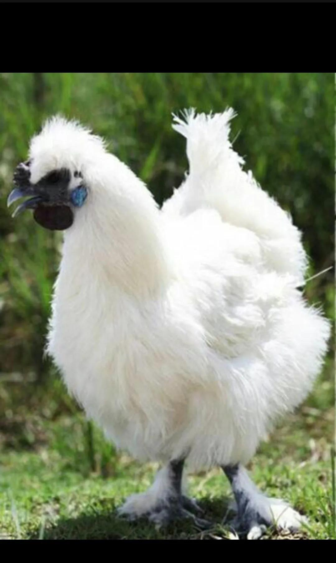 大名和小名都起大了,莫甘娜小名外号