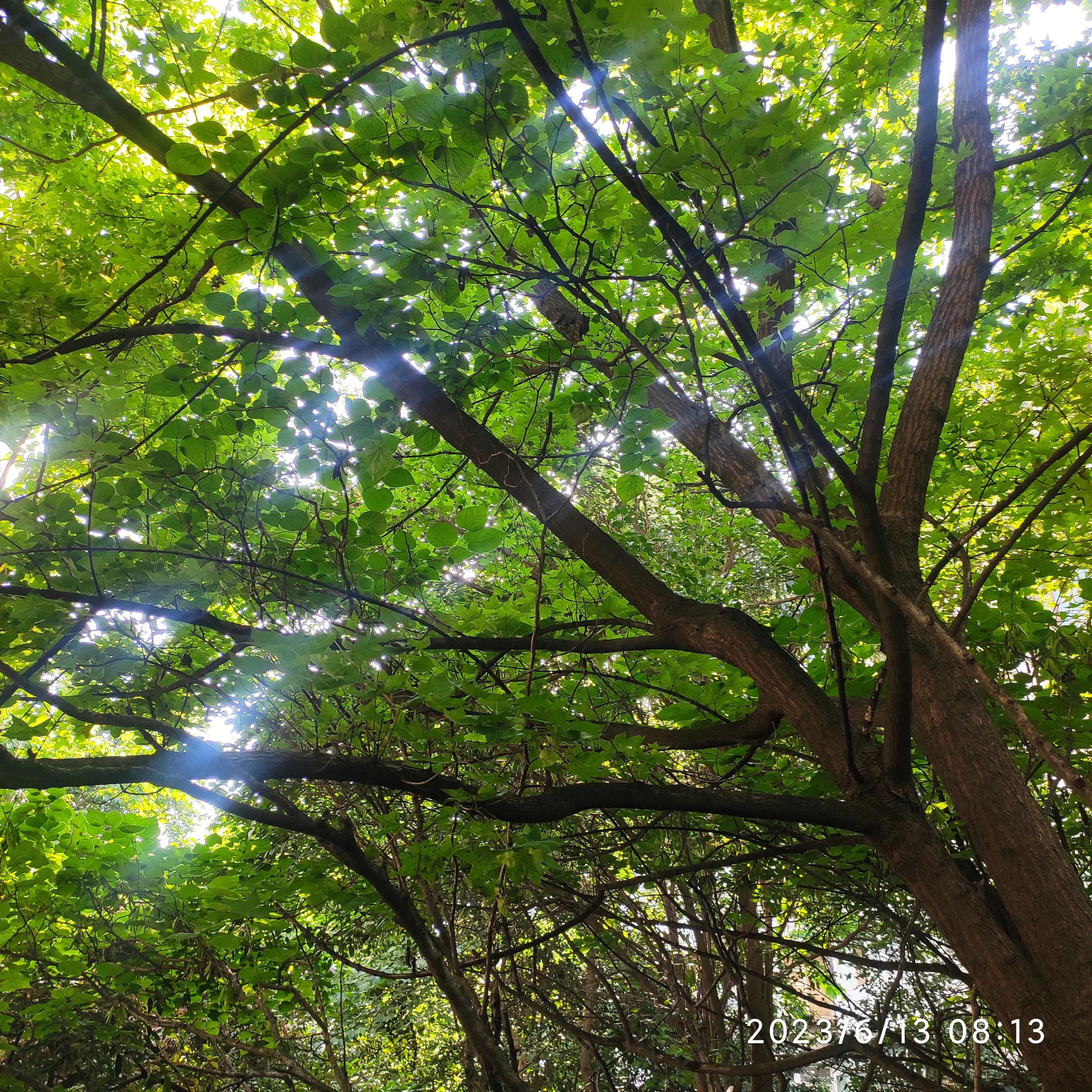 五律清明,五律雨后清晨诗