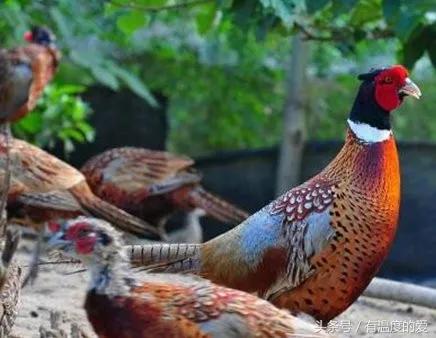 閲庨浮閲庡厰鎴愮伨瑙嗛,鏈変簺鍦版柟閲庨浮閲庡厰楦熺被绁稿搴勭