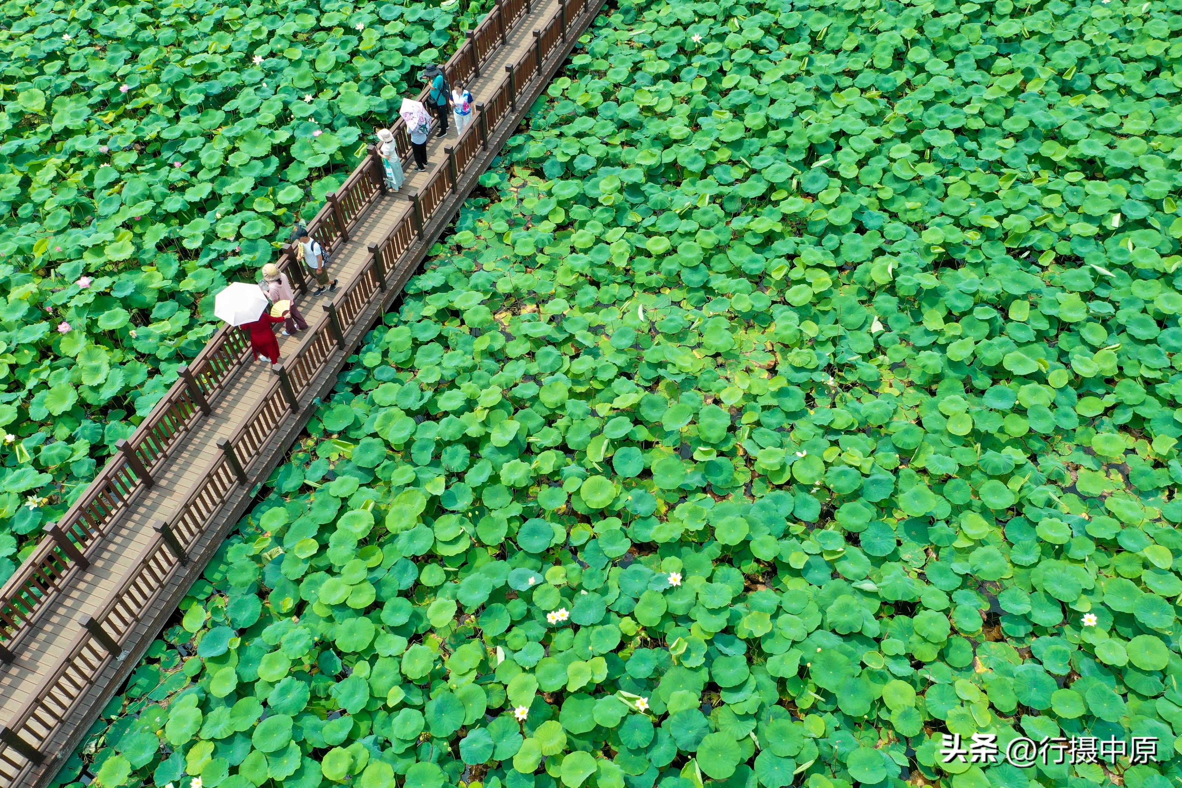 接天莲叶无穷碧为什么不是荷叶,接天莲叶无穷碧形容荷叶多的词语
