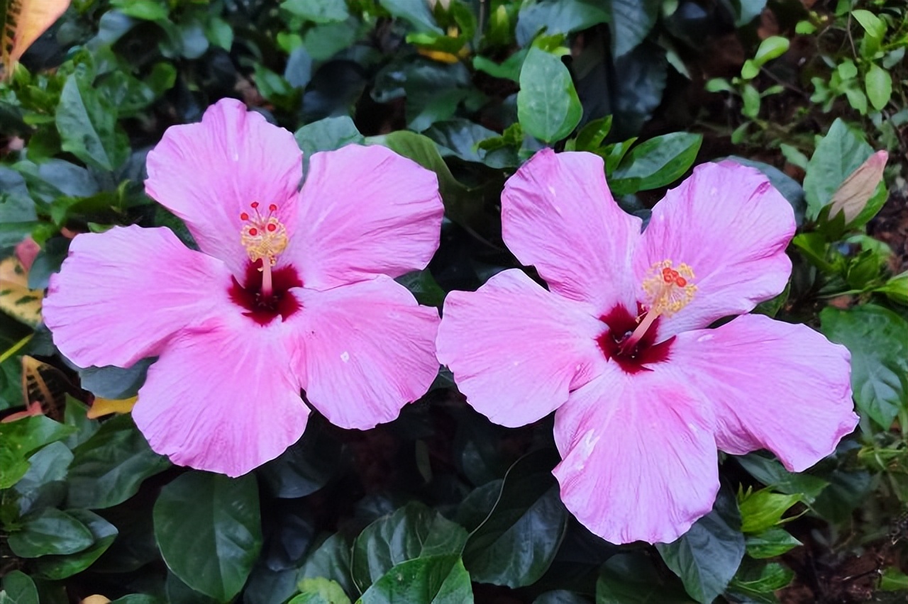 中国各地的市花一览表,中国城市的市花最多的是