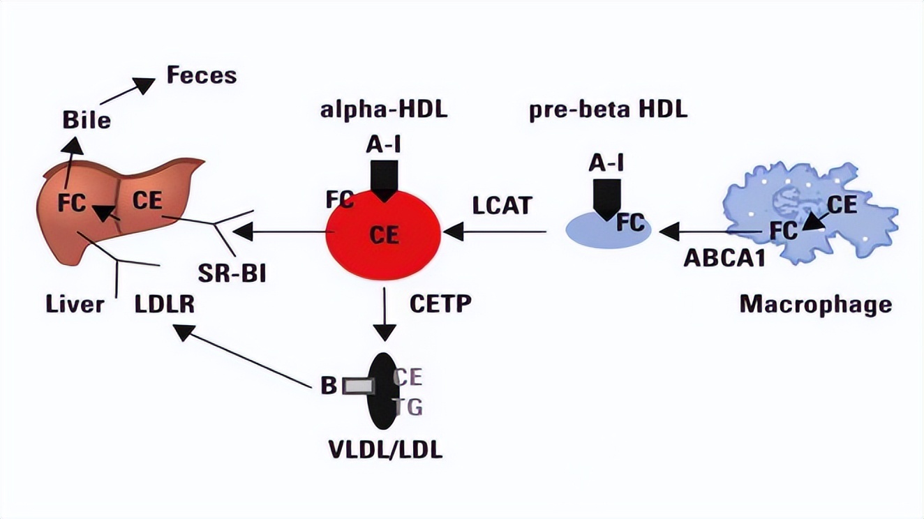 老人要定时打吊针通血管吗,老人在医院打吊瓶保养有用吗