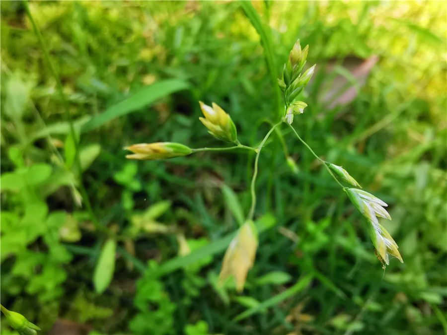 吉祥航空和南航的区别,吉祥航空和吉祥汽车