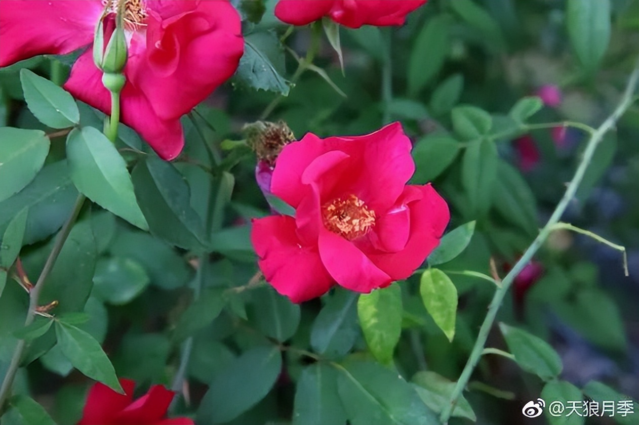 七夕玫瑰花提前买还是见面买好,七夕买红玫瑰还是彩色玫瑰