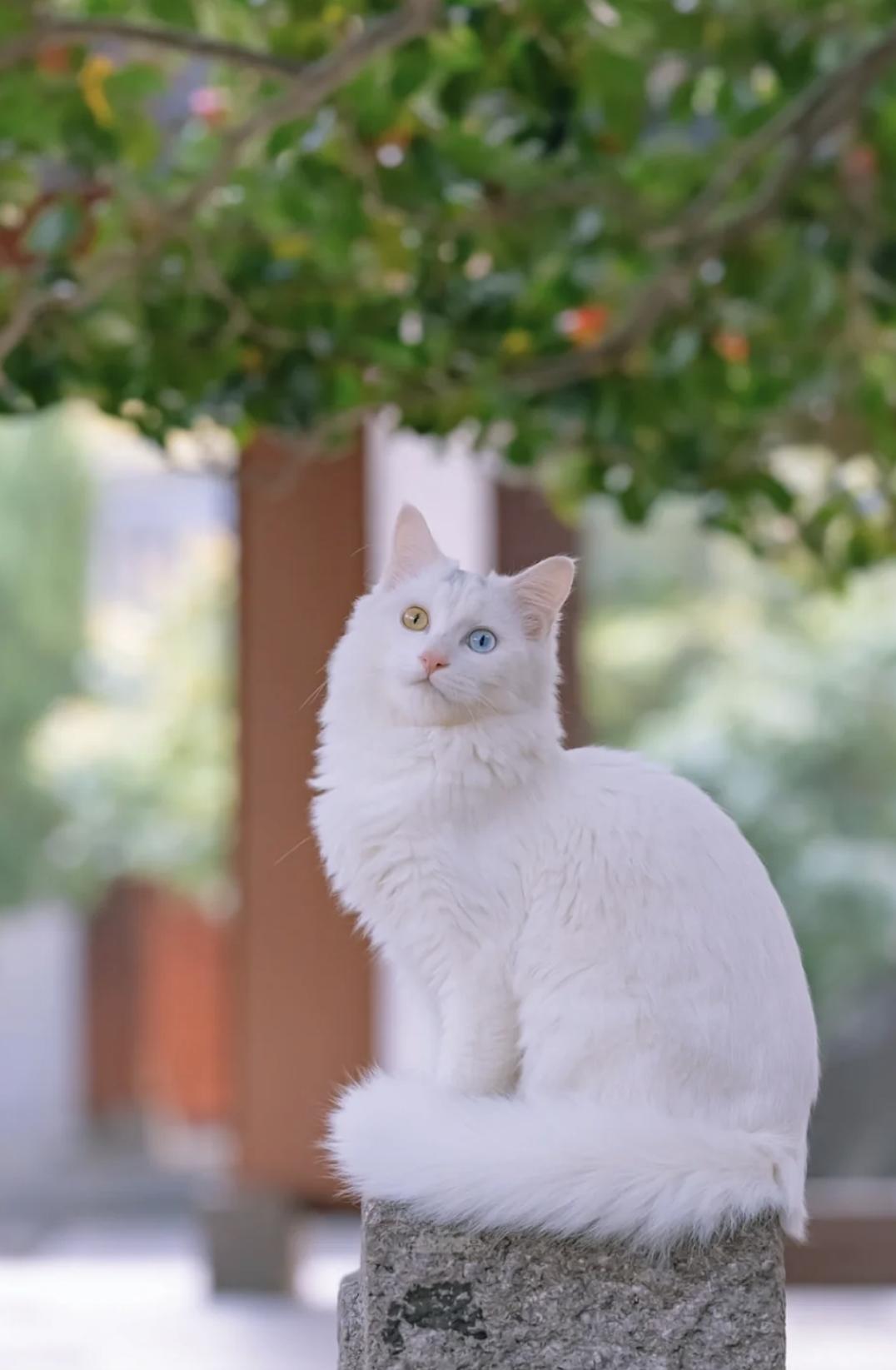 治愈系壁纸｜132张可爱小猫咪的样子