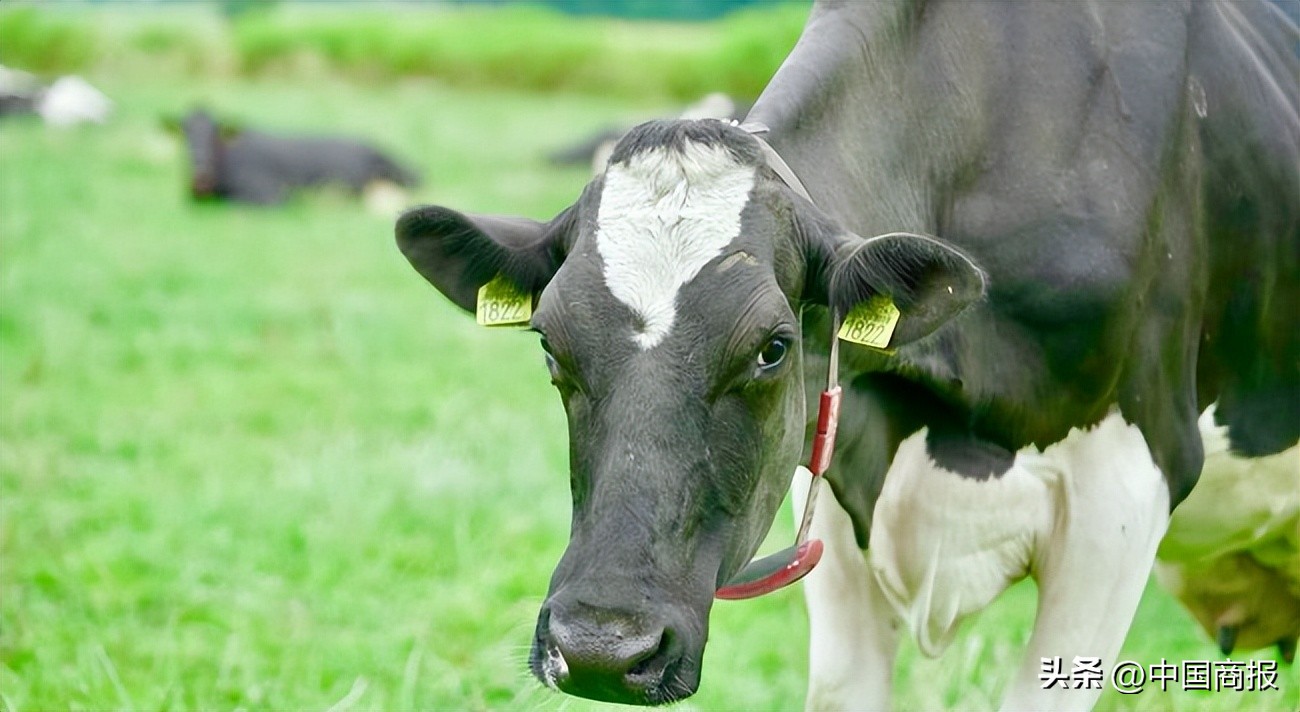 把海普诺凯1897搬进直播间央视新闻直击荷兰奶粉黄金产区“源代码”