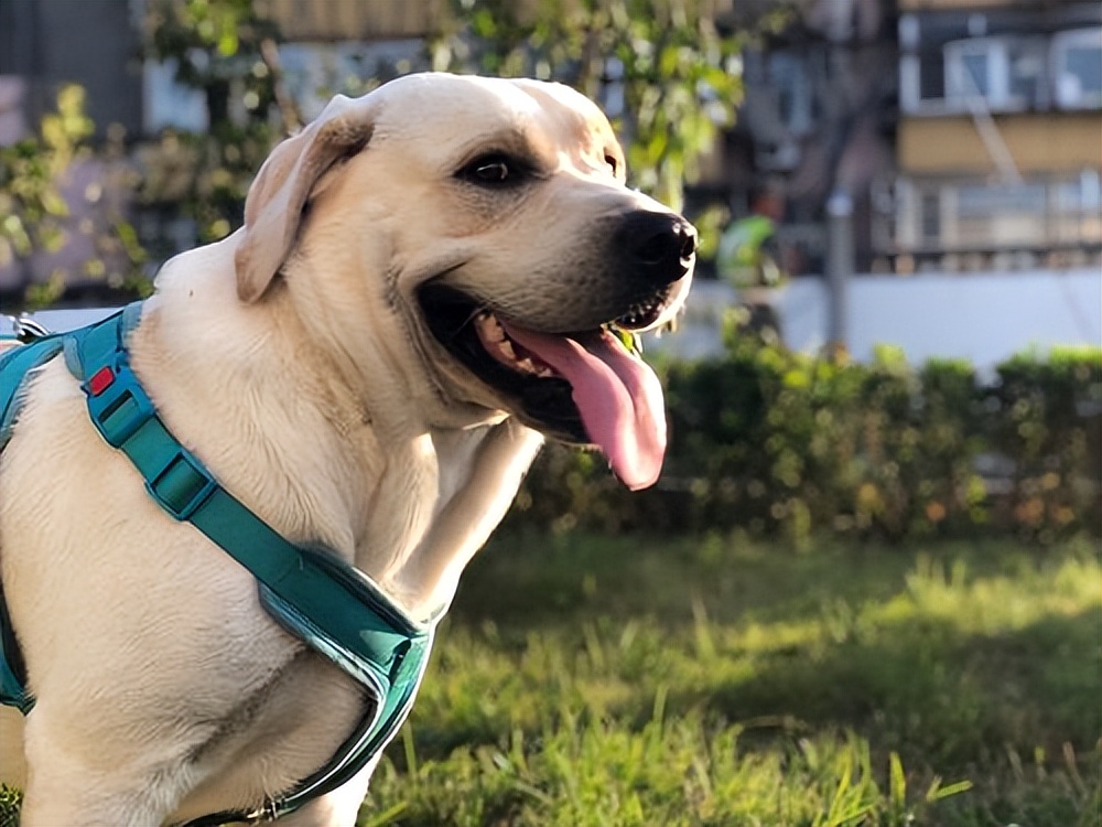 你认识多少种极具攻击性的狗,这3种狗很可怕有钱都不建议养