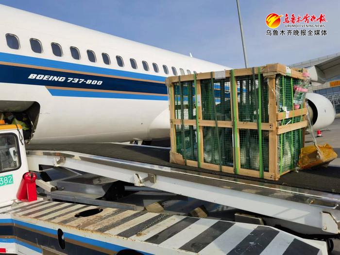 宠物乘机如何办理托运,宠物如何办理出境航空托运