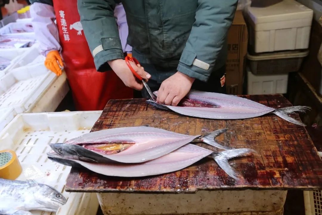 南方马鲛和北方马鲛哪个好吃,山东鲅鱼与南方马鲛鱼哪个好吃