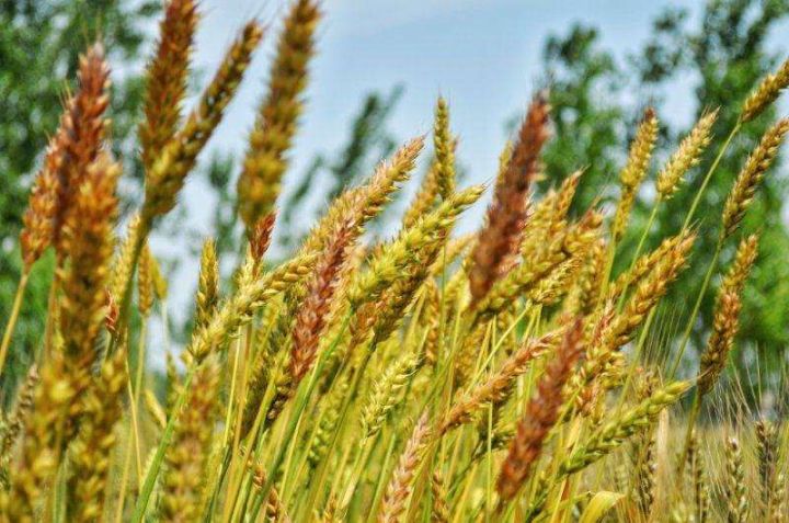 原来小麦也有高颜值！河北南皮3000亩彩麦丰收，彩色麦粒钙质高