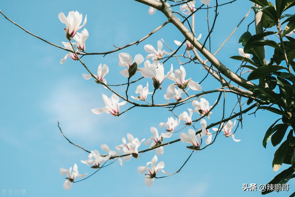 白字开头的全部成语,白字头成语大全集
