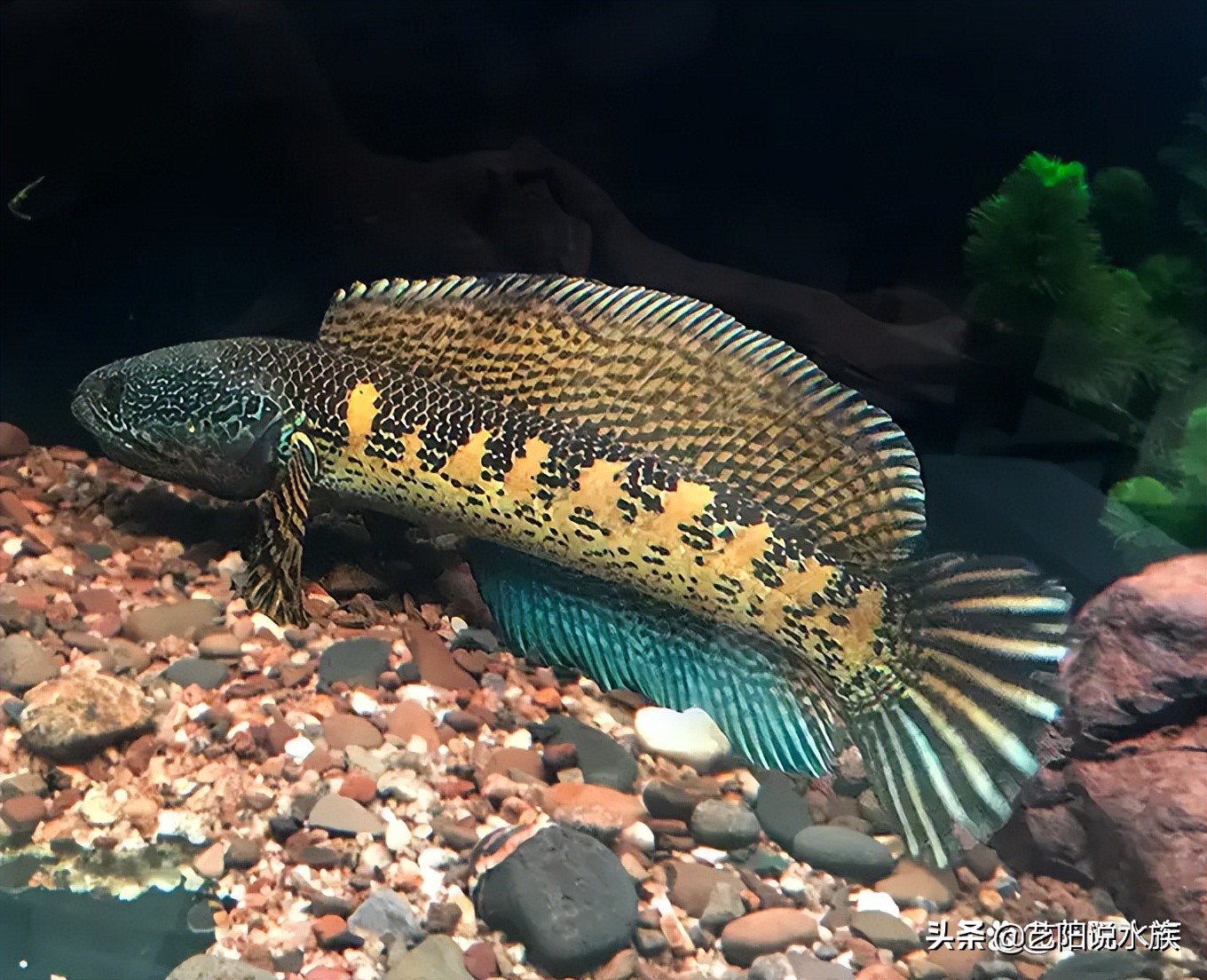 雷龙鱼常见病症以及治疗方法,黄金眼镜蛇雷龙常见疾病