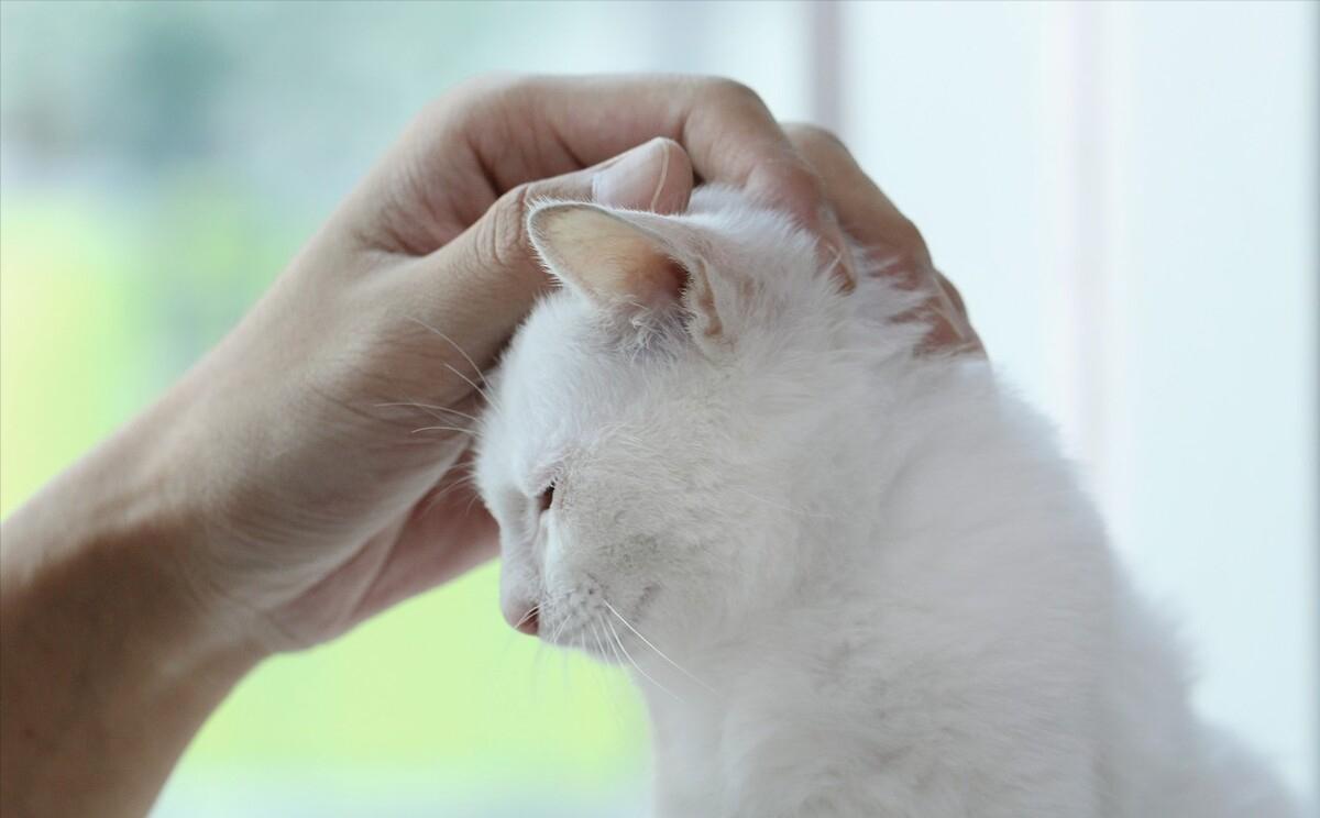 猫咪正常体重对照年龄阶段,猫咪年龄怎么看图解