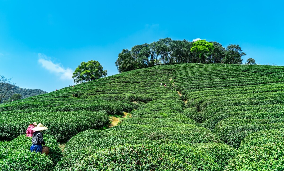绿茶龙井茶叶直播,绿茶龙井茶叶价格表