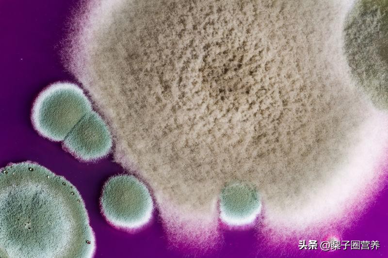 警惕这种水果比毒蛇还毒,警惕这种剧毒千万别拿来煲汤