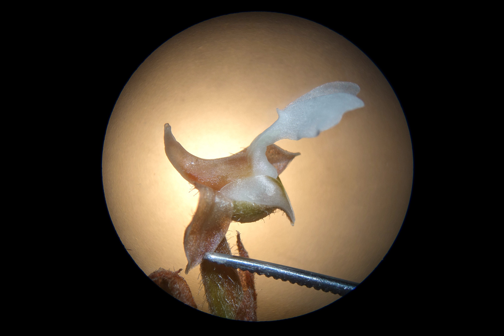 海曙龙观乡深山中首次发现珍稀兰科植物——浙江金线兰