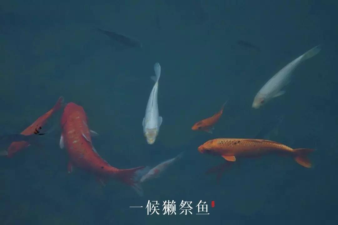 雨水哲理,雨水的好句