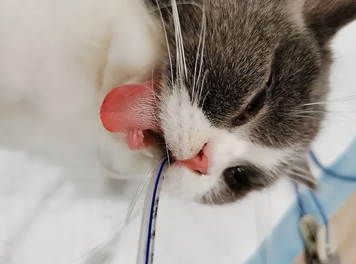 猫咪最怕误食什么,如何判断猫咪误食了异物