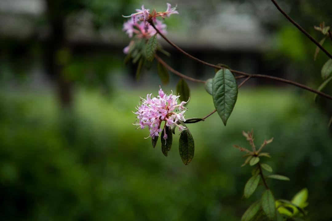 暮春吟全诗的诗意,感遇兰叶春的诗意
