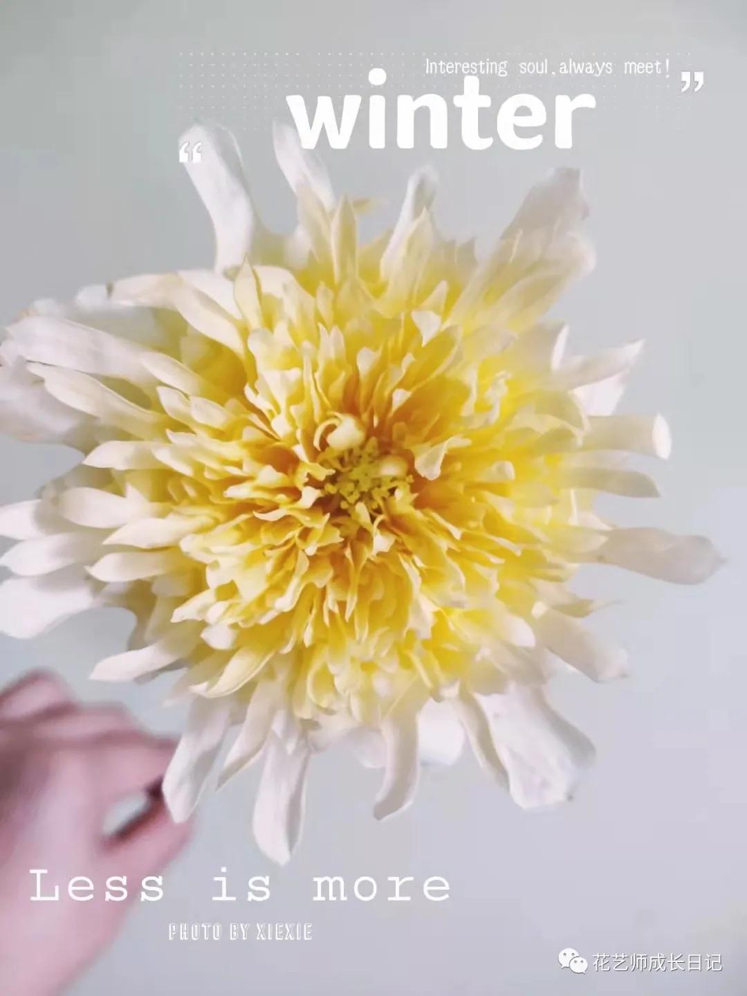 100朵玫瑰vol.50|烟花波浪玫瑰，菊里菊气，花开如烟火