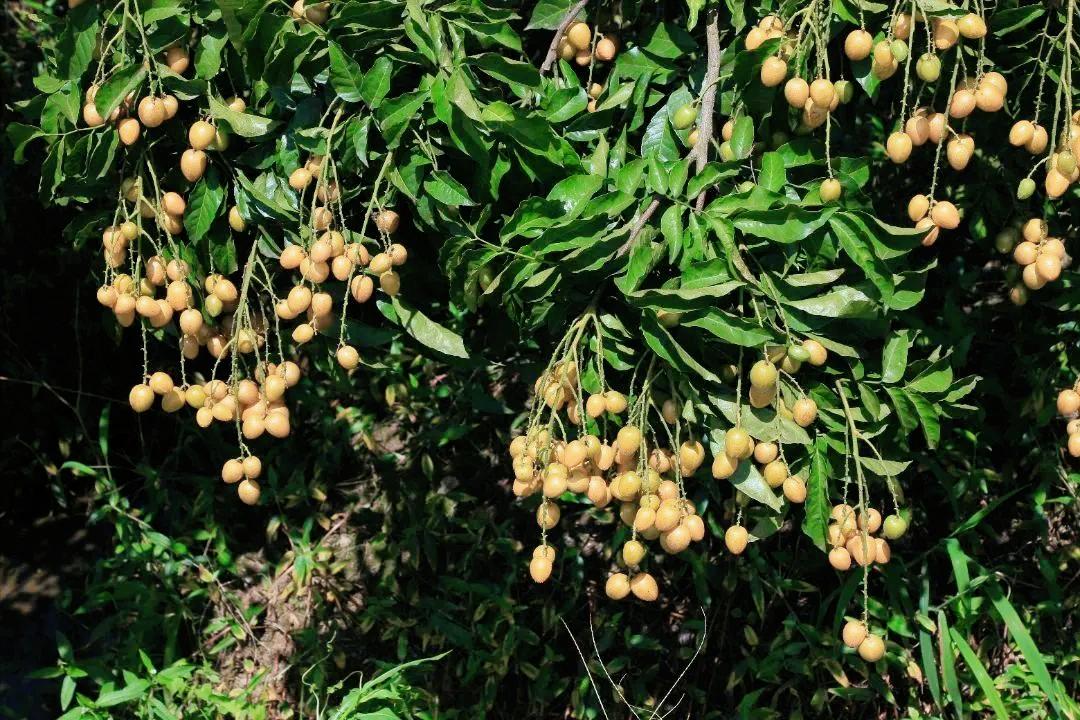 广东黄水果有哪些品种,广东7月新上市水果