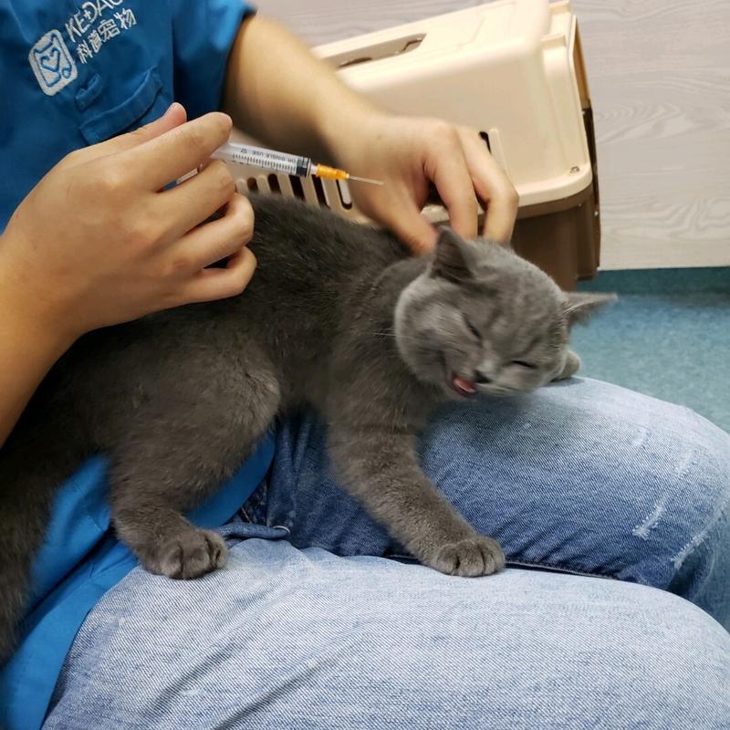 养蓝猫最忌主人什么行为,养蓝猫的7大禁忌