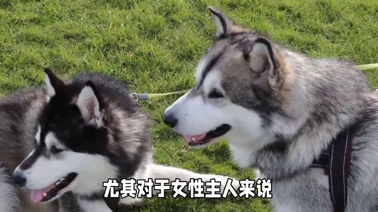 博美和阿拉斯加犬哪个好养,阿拉斯加犬和德牧哪个好养