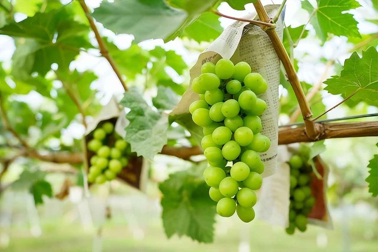 种植阳光玫瑰一年利润多少,阳光玫瑰40亩卖700多万