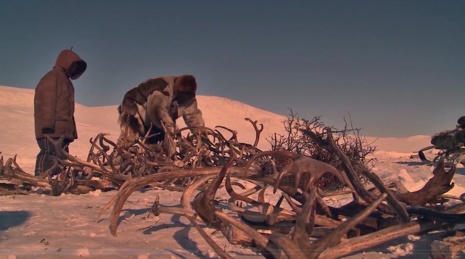 俄罗斯牧民有多少钱,俄罗斯鄂温克人饲养驯鹿