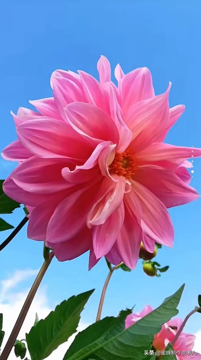 鸟语花香百花争艳让人陶醉,宁静祥和鸟语花香