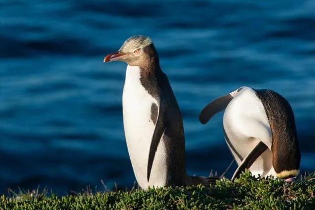 你不知道的国家冷知识新西兰篇,新西兰的20则冷知识大百科