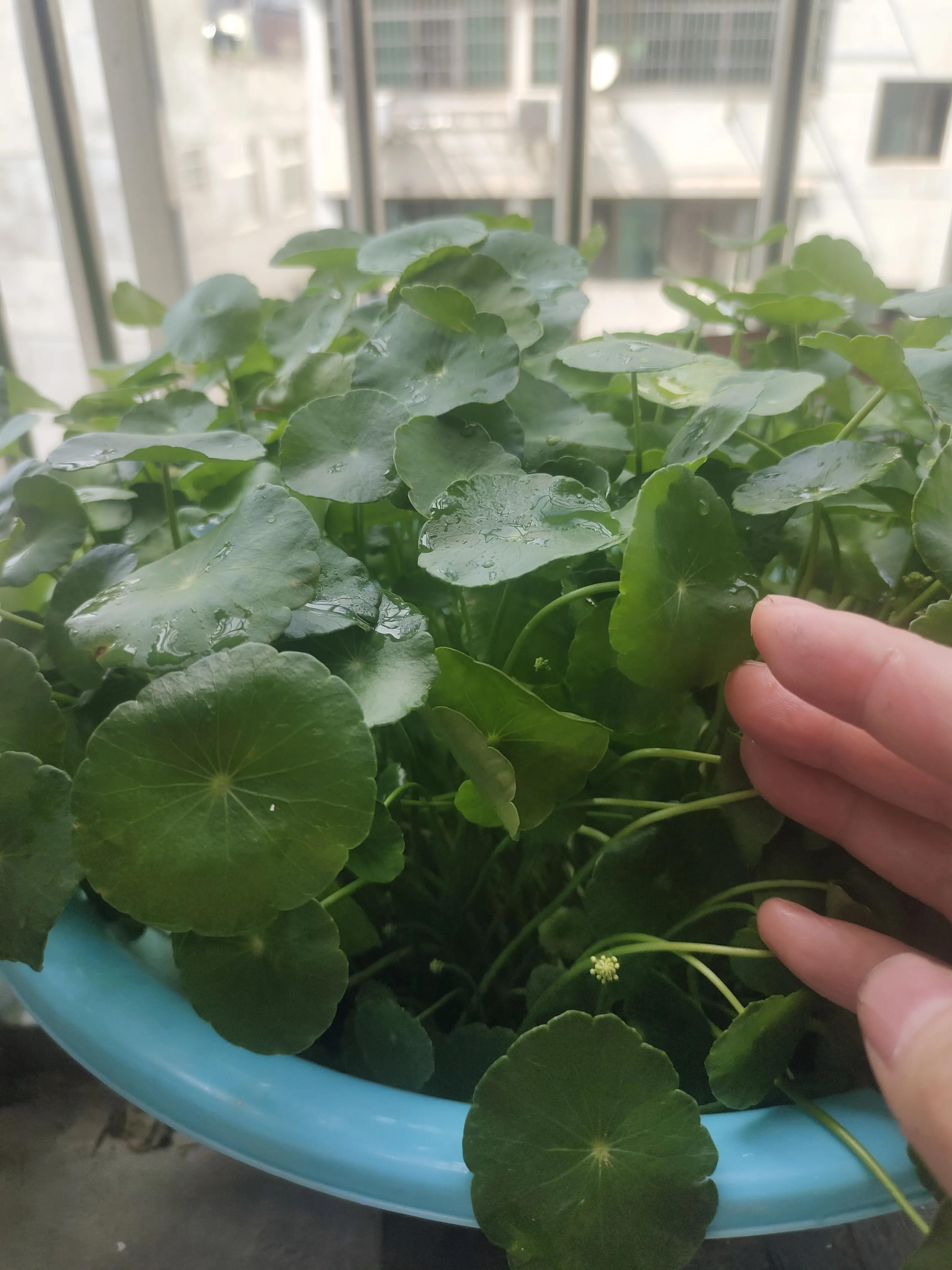 优美抒情散文朗诵,优美抒情散文