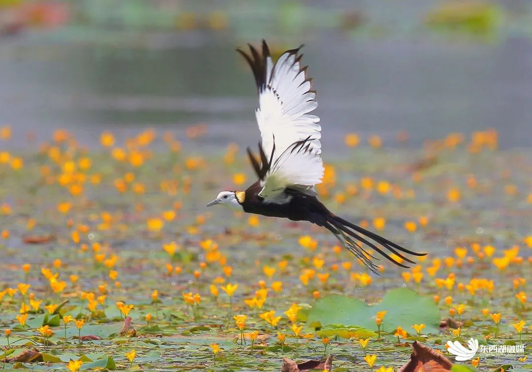 有被惊艳到！“颜值顶流”齐聚东西湖！