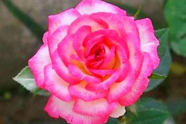 旋转木马和粉扇月季区别,月季旋转木马怎么养