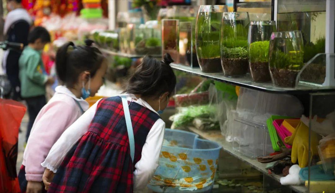 深圳坪山区花卉市场,深圳性价比最高的花卉市场