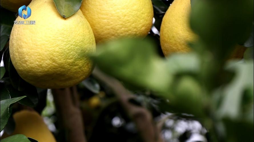 中海化学“增值沃土粮安中国万里行”||旱涝之年如何确保正果率