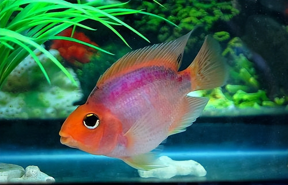 鹦鹉鱼养殖方法及注意事项,鹦鹉鱼的养殖方法和注意事项